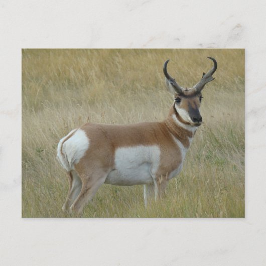 A1 Pronghorn Antilopen-viel Geld Postkarte (Vorderseite)