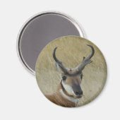 A21 Pronghorn Antelope Buck Shot Magnet (Vorderseite/Rückseite)
