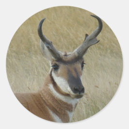 A21 Pronghorn Antelope Buck Shot Runder Aufkleber