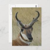 A21 Pronghorn Antelope Head Shot Postkarte (Vorne/Hinten)