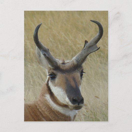A21 Pronghorn Antelope Head Shot Postkarte (Vorderseite)
