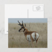 A22 Gabelbock Großer Bock Postkarte (Vorne/Hinten)
