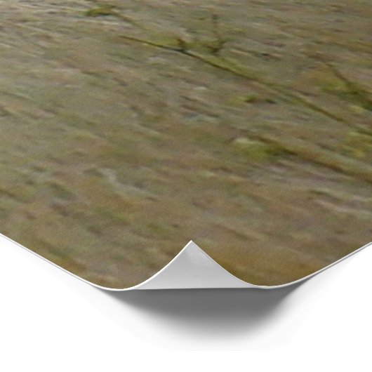 A22 Pronghorn Antelope Big Buck Poster (Ecke)