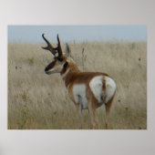 A22 Pronghorn Antelope Big Buck Poster (Vorne)
