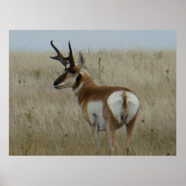 A22 Pronghorn Antelope Big Buck Poster
