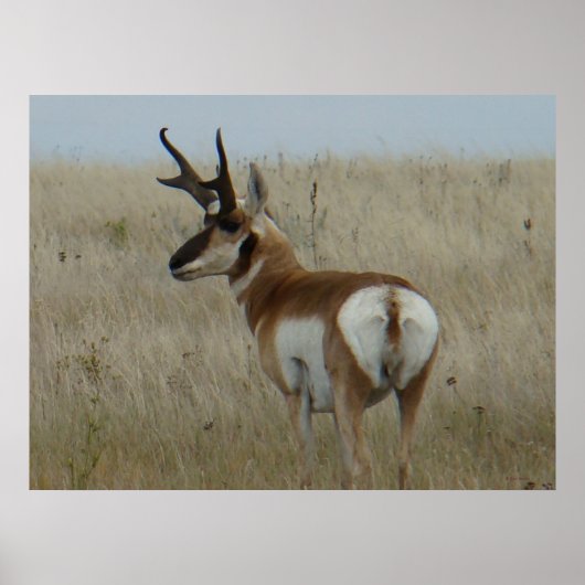 A22 Pronghorn Antelope Big Buck Poster (Vorne)