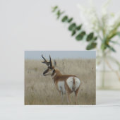 A22 Pronghorn Antelope Big Buck Postkarte (Stehend Vorderseite)