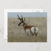 A22 Pronghorn Antelope Big Buck Postkarte (Vorne/Hinten)