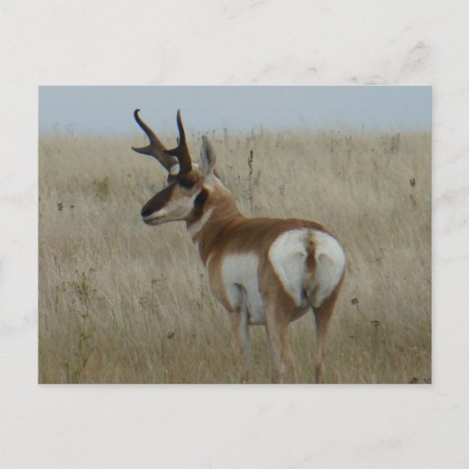 A22 Pronghorn Antelope Big Buck Postkarte (Vorderseite)