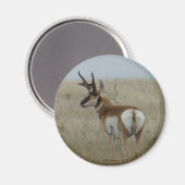 A22 Pronghorn Antelope Buck Magnet (Vorderseite/Rückseite)