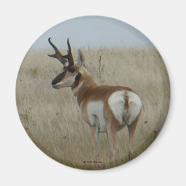 A22 Pronghorn Antelope Buck Magnet