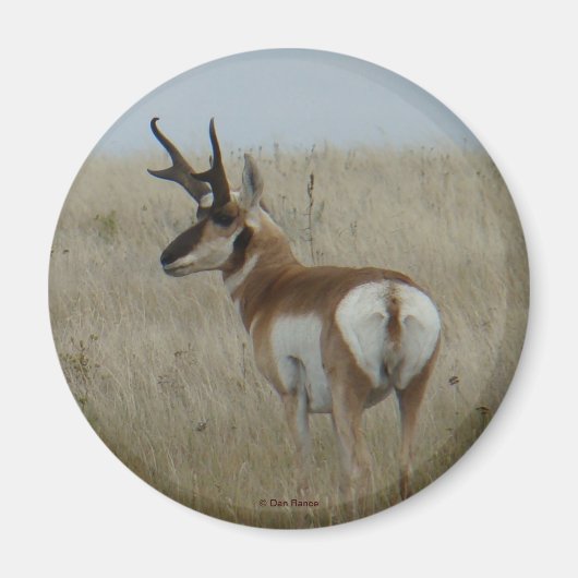 A22 Pronghorn Antelope Buck Magnet (Vorne)