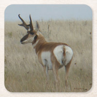 A22 Pronghorn Antelope Buck