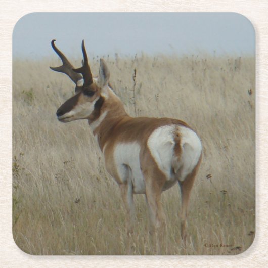 A22 Pronghorn Antelope Buck Rechteckiger Pappuntersetzer (Vorderseite)