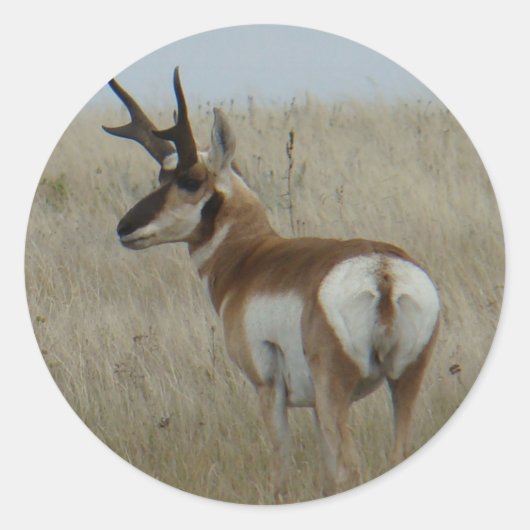 A22 Pronghorn Antelope Buck Runder Aufkleber (Vorderseite)