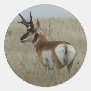 A22 Pronghorn Antelope Buck Runder Aufkleber