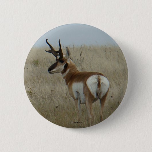 A22 Pronghorn Antelope Button (Vorderseite)