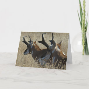 A23 Gabelbock Jungböcke Kopfschuss Karte