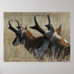 A23 Gabelbock Jungböcke Kopfschuss Poster