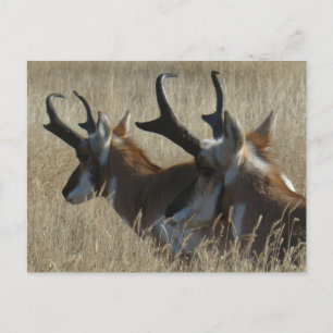 A23 Gabelbock Jungböcke Kopfschuss Postkarte