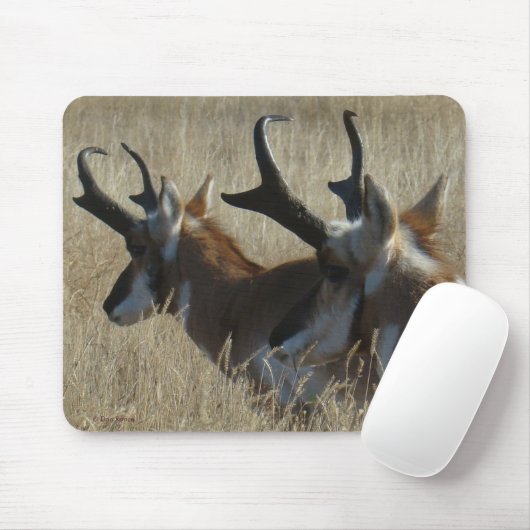 A23 Pronghorn Antelope Young Bucks Head Shot Mousepad (Mit Mouse)