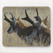 A23 Pronghorn Antelope Young Bucks Head Shot Mousepad (Vorne)