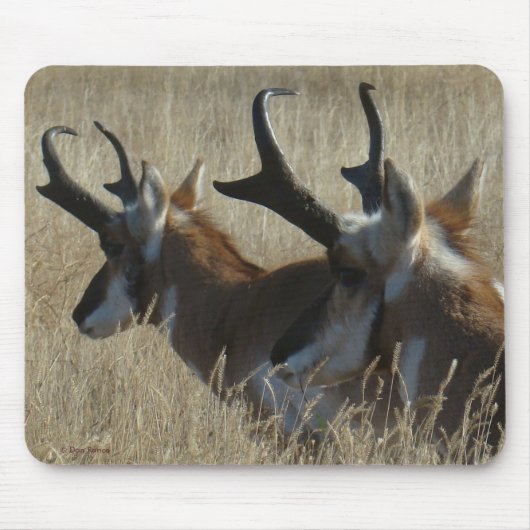A23 Pronghorn Antelope Young Bucks Head Shot Mousepad (Vorne)
