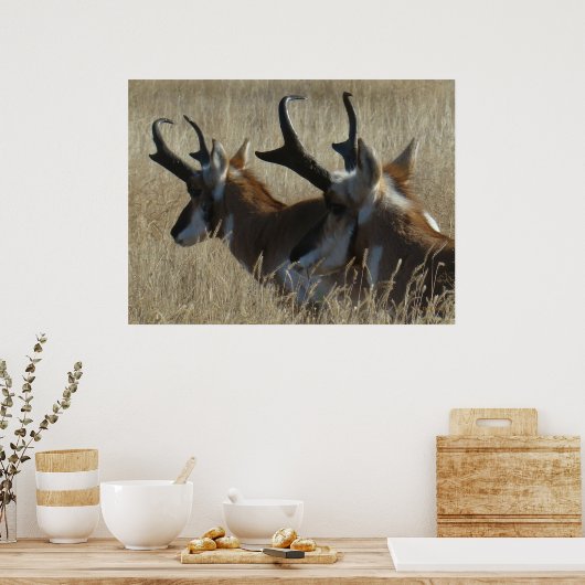 A23 Pronghorn Antelope Young Bucks Head Shot Poster (Küche)