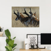 A23 Pronghorn Antelope Young Bucks Head Shot Poster (Heimbüro)