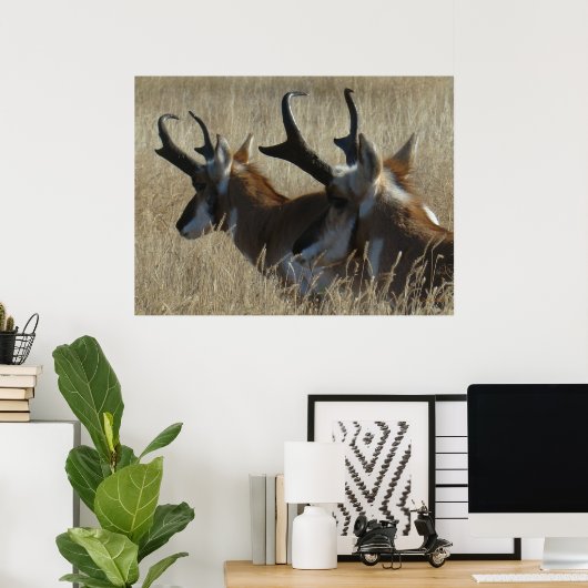 A23 Pronghorn Antelope Young Bucks Head Shot Poster (Heimbüro)