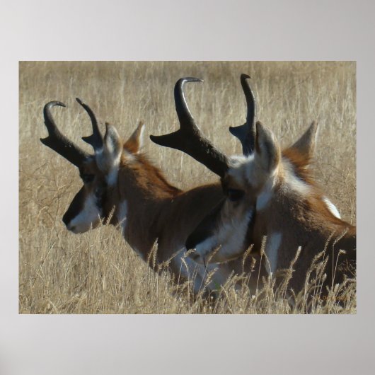 A23 Pronghorn Antelope Young Bucks Head Shot Poster (Vorne)