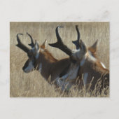 A23 Pronghorn Antelope Young Bucks Head Shot Postkarte (Vorderseite)