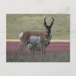 A24 Gabelantilope Postkarte