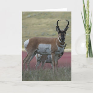 A24 Gabelbockbock Karte