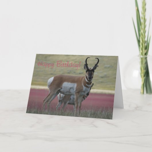 A24 Pronghorn Antelope Buck Karte (Vorderseite)