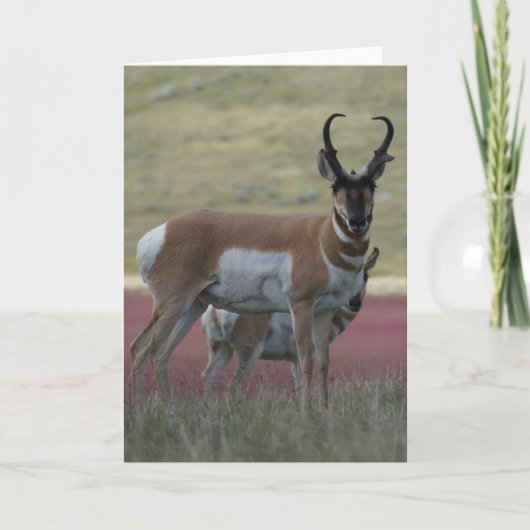 A24 Pronghorn Antelope Buck Karte (Vorderseite)