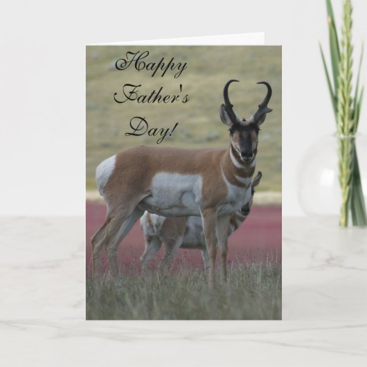 A24 Pronghorn Antelope Buck Karte (Vorderseite)