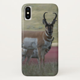 A24 Pronghorn Antelope iPhone X Hülle
