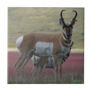A24 Pronghorn Antelope Fliese