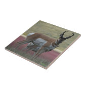 A24 Pronghorn Antelope Fliese (Seite)