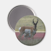 A24 Pronghorn Antelope Magnet (Vorderseite/Rückseite)