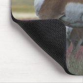 A24 Pronghorn Antelope Mousepad (Ecke)