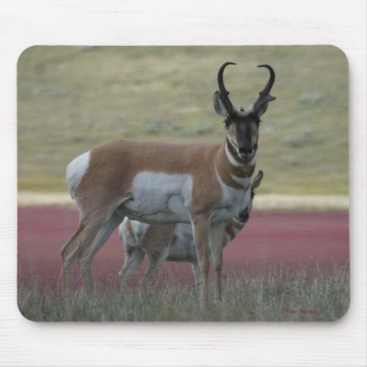 A24 Pronghorn Antelope Mousepad (Vorne)