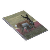 A24 Pronghorn Antelope Notizblock (Rechte Seite)