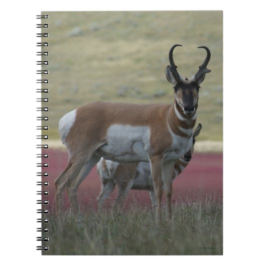 A24 Pronghorn Antelope Notizblock (Vorderseite)