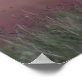 A24 Pronghorn Antelope Poster (Ecke)