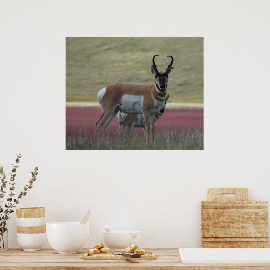 A24 Pronghorn Antelope Poster (Küche)