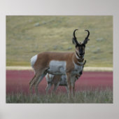 A24 Pronghorn Antelope Poster (Vorne)