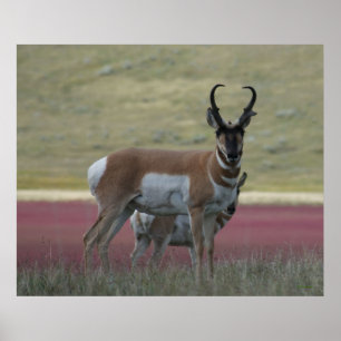 A24 Pronghorn Antelope Poster
