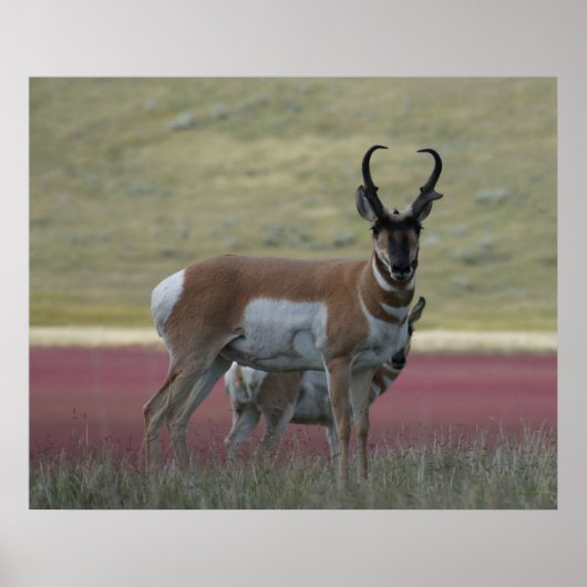 A24 Pronghorn Antelope Poster (Vorne)